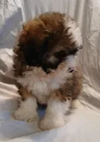 Pauly, a male Maltipoo for sale in Peabody, MA – Photo 2 of 2