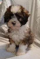 Pauly, a male Maltipoo for sale in Peabody, MA – Photo 1 of 2