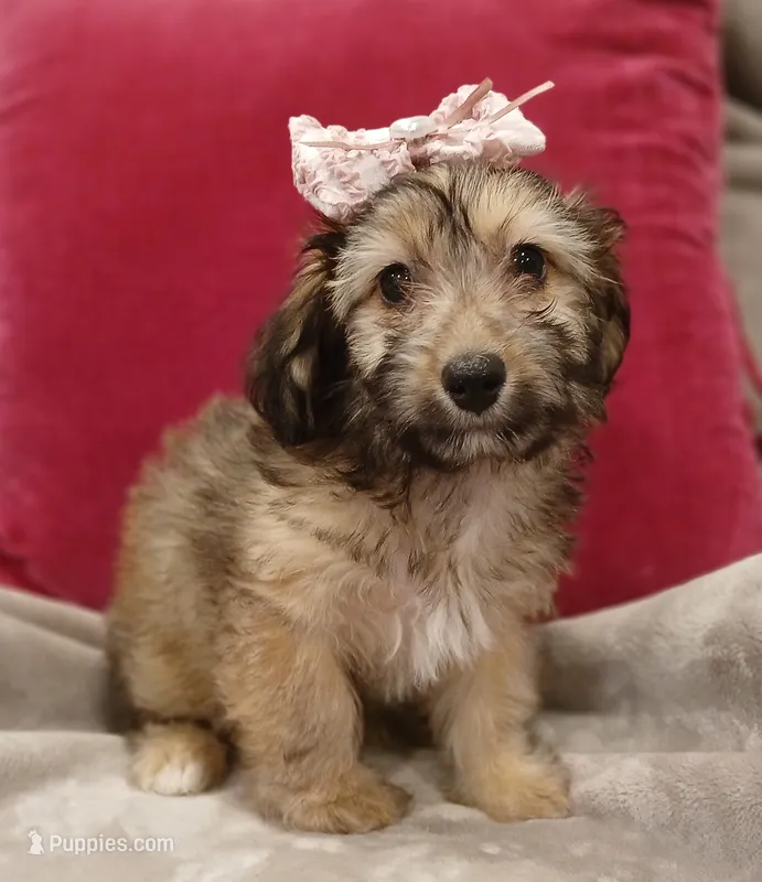 Bella – Poodle - Miniature , Miniature Dachshund puppy for sale in Burlington, MA