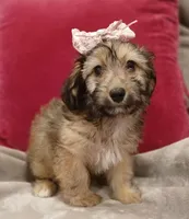 Bella, a female Poodle - Miniature  and Miniature Dachshund for sale in Burlington, MA – 1 of 3
