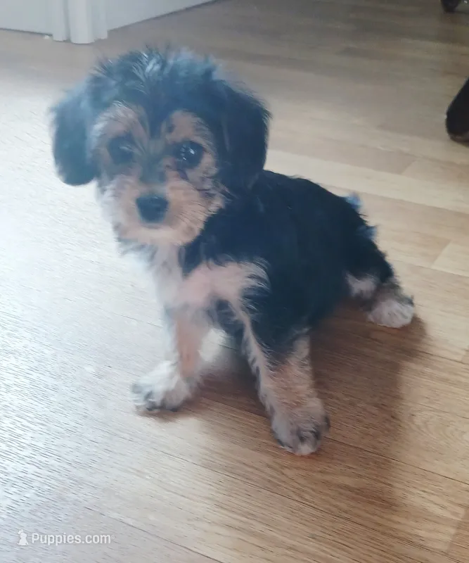 Kiki – Yorkipoo puppy for sale in Burlington, MA