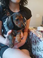 Mia, a female Miniature Dachshund for sale in Burlington, MA – 2 of 2