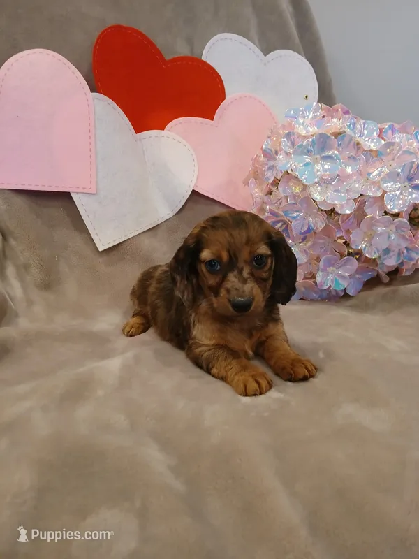 Ruby – Miniature Dachshund puppy for sale in Burlington, MA