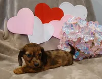 Ruby, a female Miniature Dachshund for sale in Burlington, MA – Photo 2 of 2