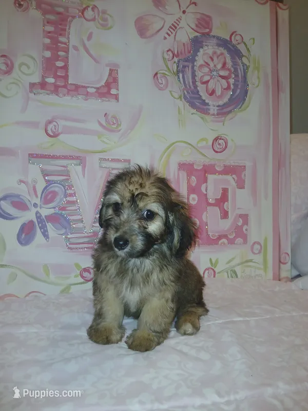 Bella  – Doxiepoo puppy for sale in Burlington, MA