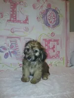 Bella , a female Doxiepoo for sale in Burlington, MA – 1 of 3