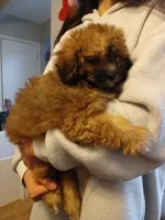Teddy Bear, a male Maltipoo for sale in Peabody, MA – Photo 1 of 3