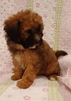 Teddy Bear, a male Maltipoo for sale in Peabody, MA – Photo 3 of 3