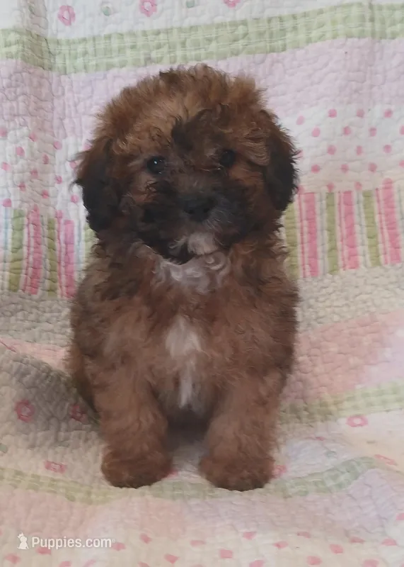 Teddy Bear – Maltipoo puppy for sale in Peabody, MA