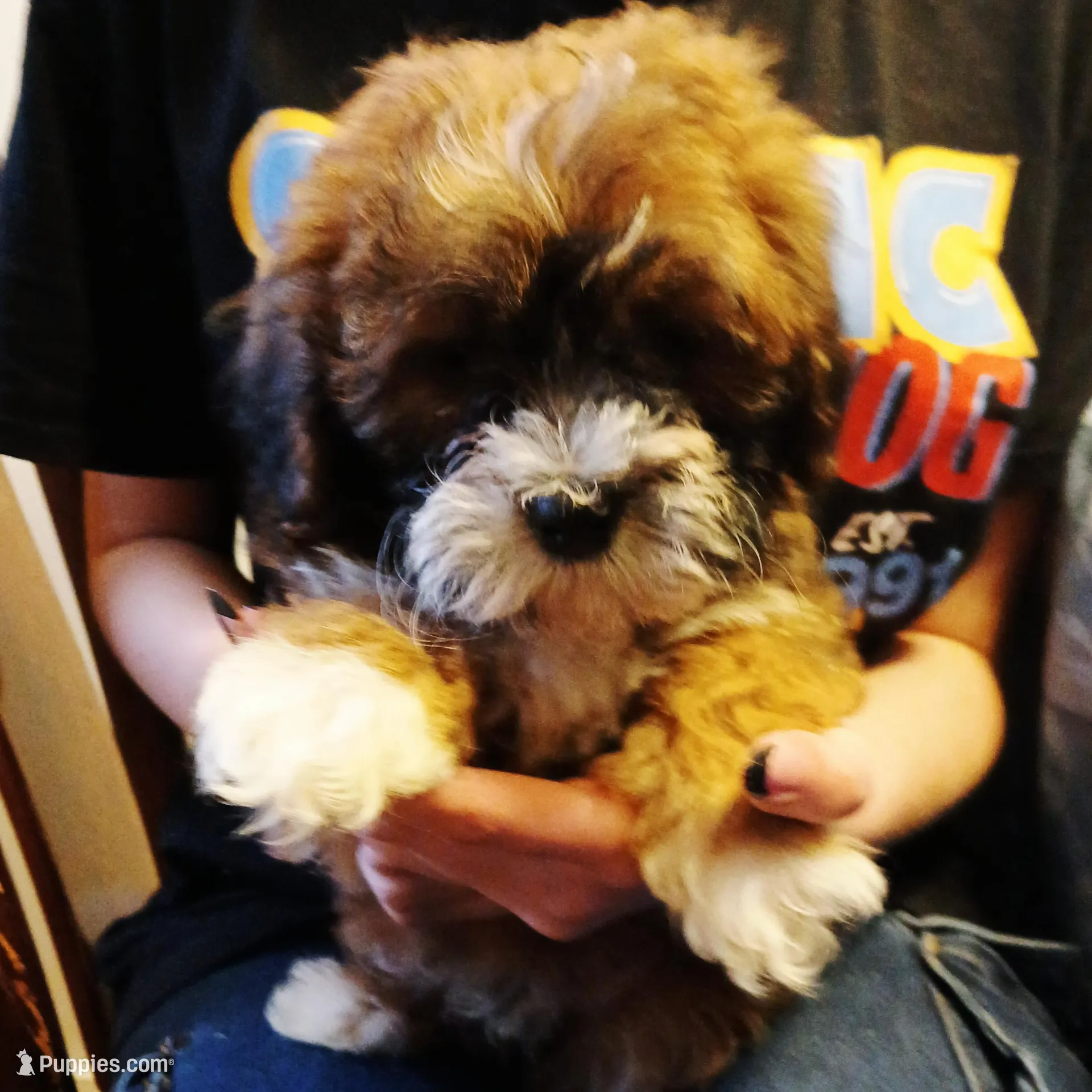 Max, a male Maltipoo for sale in Peabody, MA – Photo 2 of 3