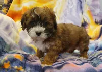 Max, a male Maltipoo for sale in Peabody, MA – Photo 1 of 3