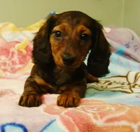 Mia, a female Miniature Dachshund for sale in Peabody, MA – 1 of 3