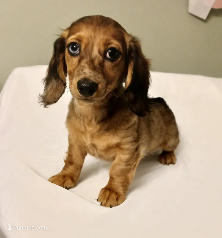 Baby – Miniature Dachshund puppy for sale in Burlington, MA