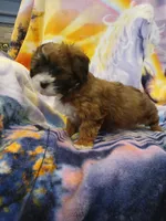 Max, a male Maltipoo for sale in Burlington, MA – Photo 1 of 2