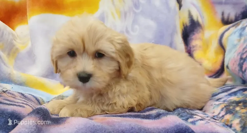 Olliy, a female Maltipoo for sale in Burlington, MA – Photo 1 of 2