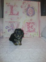 Ella, a female Doxiepoo for sale in Burlington, MA – 3 of 4