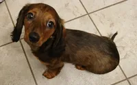 Mia, a female Miniature Dachshund for sale in Burlington, MA – 2 of 2