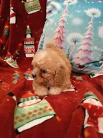 Melly, a female Maltipoo for sale in Burlington, MA – Photo 2 of 2