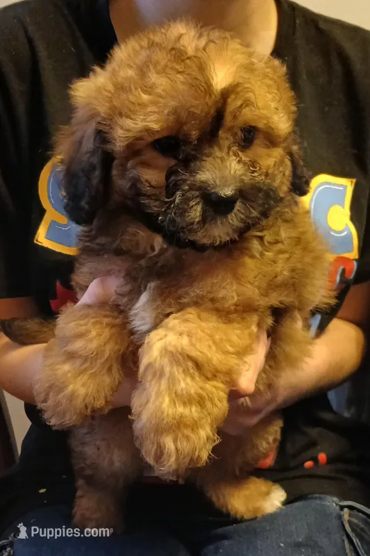Teddy, a male Maltipoo for sale in Peabody, MA – Photo 1 of 2