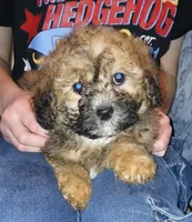Teddy, a male Maltipoo for sale in Peabody, MA – Photo 2 of 2