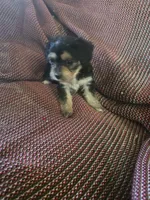 Misty, a female Shih Tzu and Yorkshire Terrier for sale in Burlington, MA – 2 of 2