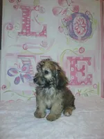Bella , a female Doxiepoo for sale in Burlington, MA – 2 of 4