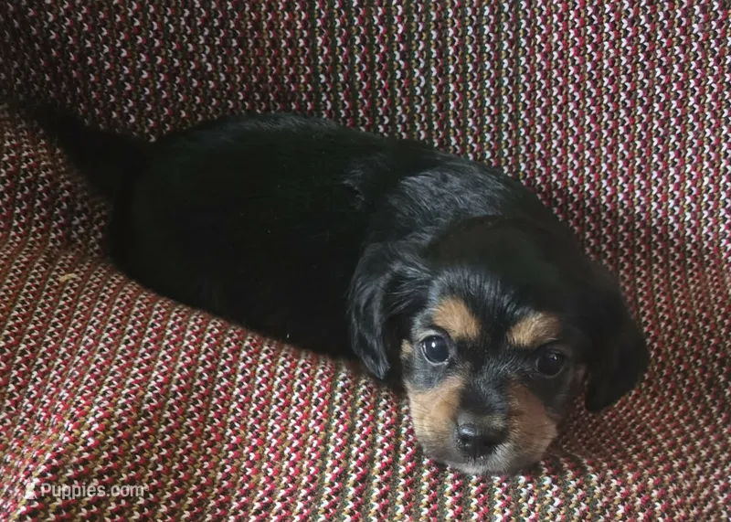 Chance – Shih Tzu, Yorkshire Terrier puppy for sale in Burlington, MA