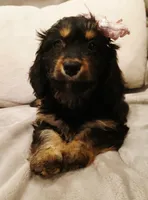 Lana , a female Poodle - Miniature  and Miniature Dachshund for sale in Burlington, MA – 3 of 3