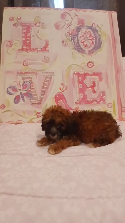 Cinnamon , a female Doxiepoo for sale in Burlington, MA – 3 of 3