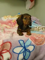 Mia, a female Miniature Dachshund for sale in Peabody, MA – 3 of 3