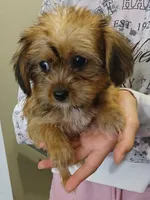 Pauly, a male Yorkipoo for sale in Burlington, MA – 2 of 3