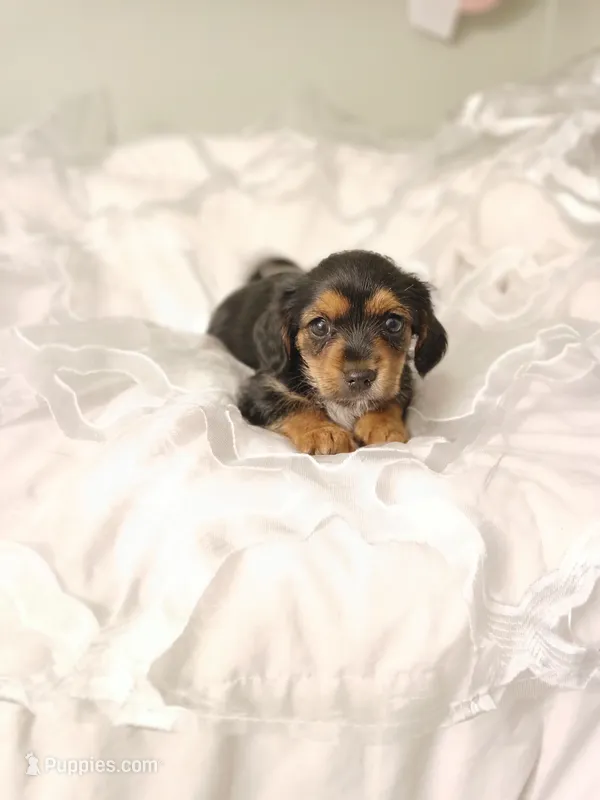Vincent  – Yorkipoo, Miniature Dachshund puppy for sale in Burlington, MA