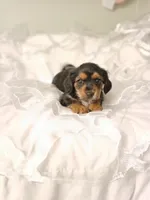 Vincent , a male Yorkipoo and Miniature Dachshund for sale in Burlington, MA – 1 of 2