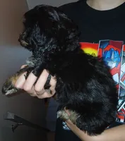 Lana, a female Doxiepoo for sale in Burlington, MA – 2 of 3