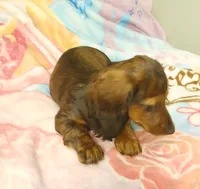 Mia, a female Miniature Dachshund for sale in Peabody, MA – 2 of 3