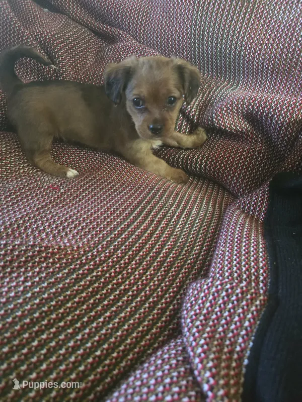 Gracey – Shih Tzu, Yorkshire Terrier puppy for sale in Burlington, MA