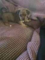 Gracey, a female Shih Tzu and Yorkshire Terrier for sale in Burlington, MA – 1 of 2
