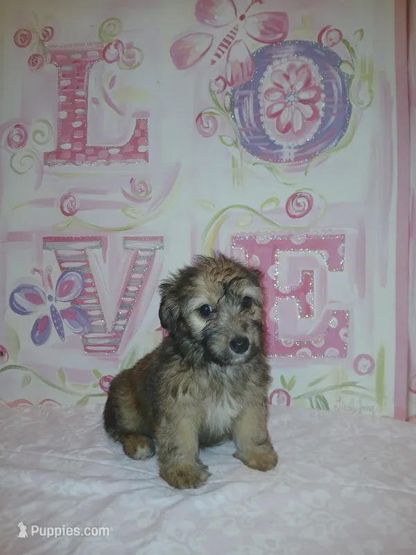 Bella  – Doxiepoo puppy for sale in Burlington, MA