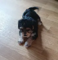 Kiki, a female Yorkipoo and Miniature Dachshund for sale in Burlington, MA – 2 of 2