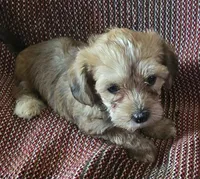 Jax, a male Shih Tzu and Yorkshire Terrier for sale in Burlington, MA – 2 of 2