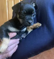 Pepper , a female Chihuahua and Miniature Dachshund for sale in Ogilvie, MN – 5 of 5