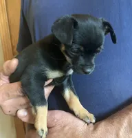 Pepper , a female Chihuahua and Miniature Dachshund for sale in Ogilvie, MN – 3 of 5