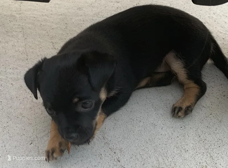 Pepper  – Chihuahua, Miniature Dachshund puppy for sale in Ogilvie, MN