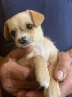 Lady, a female Chihuahua and Miniature Dachshund for sale in Ogilvie, MN – 2 of 4
