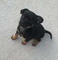 Pepper , a female Chihuahua and Miniature Dachshund for sale in Ogilvie, MN – 2 of 5