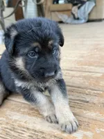 Black Collar, a female German Shepherd Dog for sale in Simpsonville, SC – 2 of 5