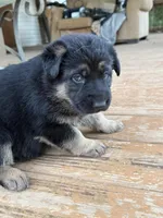 Black Collar, a female German Shepherd Dog for sale in Simpsonville, SC – 5 of 5