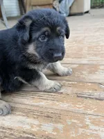 Black Collar, a female German Shepherd Dog for sale in Simpsonville, SC – 3 of 5