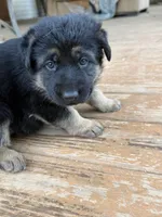 Black Collar, a female German Shepherd Dog for sale in Simpsonville, SC – 4 of 5