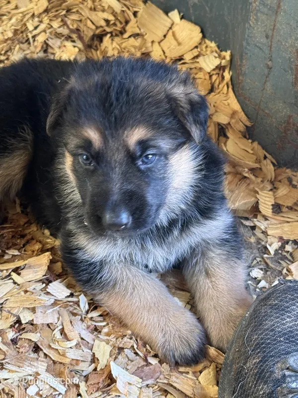 Black Collar – German Shepherd Dog puppy for sale in Simpsonville, SC